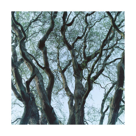 Byredo Tree House Room Spray 250 ml | Home