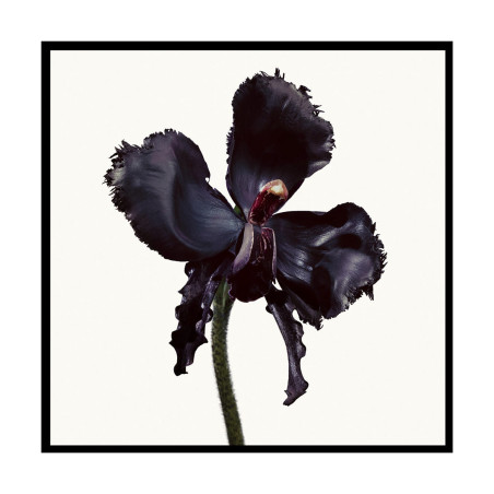 BLACK ORCHID RESERVE EAU DE PARFUM