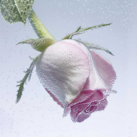 ROSE SALTIFOLIA EAU DE PARFUM