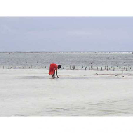 ROSE SALTIFOLIA EAU DE PARFUM