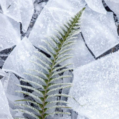 ABSINTHE BOREALE EAU DE PARFUM