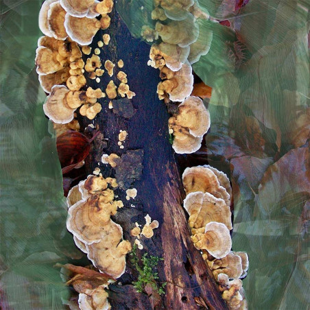 OUD IMMORTEL EAU DE PARFUM