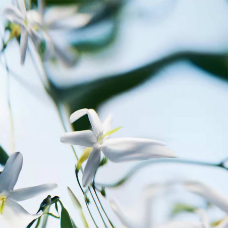 BLANCHE ABSOLU EAU DE PARFUM